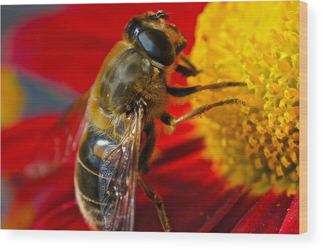 Bee And Flower Macro Wood Print featuring the photograph Searching for a Title by Byron Varvarigos