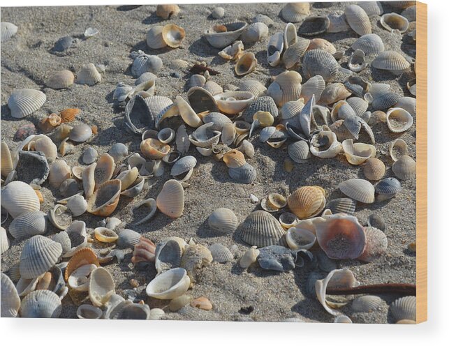 Shells Wood Print featuring the photograph Seashells in the Sand by Brenda Thimlar