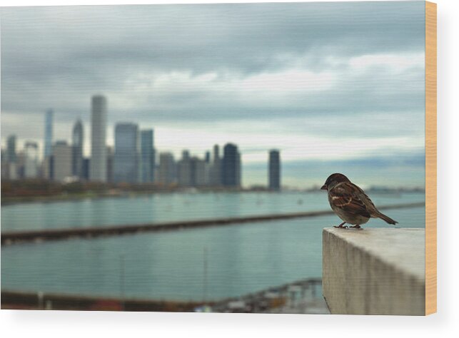 Bird Wood Print featuring the photograph Serenity of Chicago by Rafay Zafer