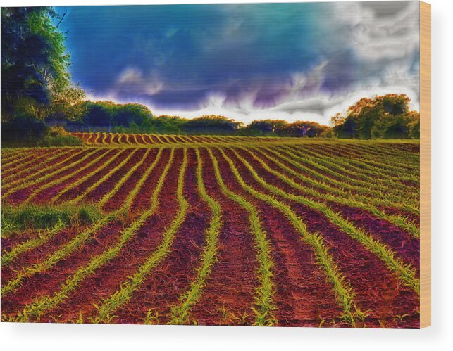 Cops Wood Print featuring the photograph Shagadelic Crop Lines by Bill and Linda Tiepelman