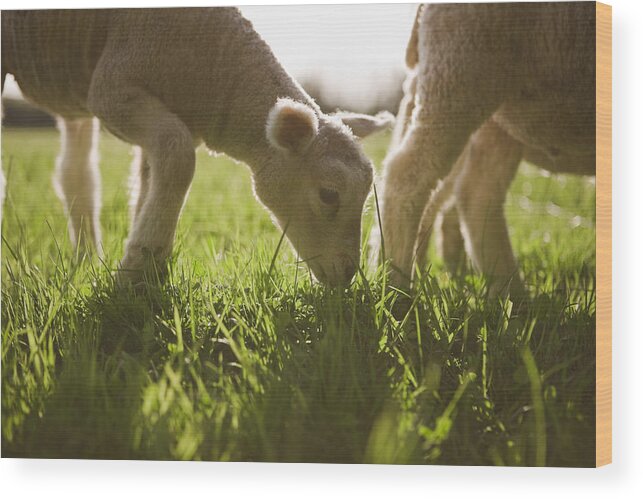 Horizontal Wood Print featuring the photograph Sheep Grazing In Grass by Jupiterimages