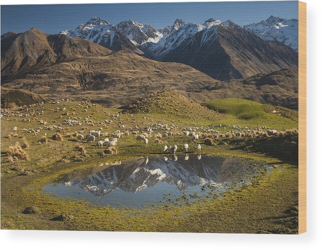 00486209 Wood Print featuring the photograph Sheep In Alpine Meadow Rakaia Valley by Colin Monteath