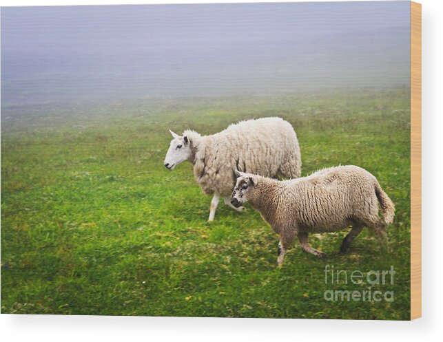 Sheep Wood Print featuring the photograph Sheep in misty meadow by Elena Elisseeva