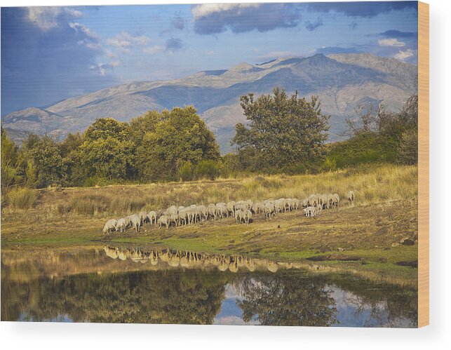 Horizontal Wood Print featuring the photograph Sheeps In Dehesa, Typical Pasture Of Extremadura by Gonzalo Azumendi