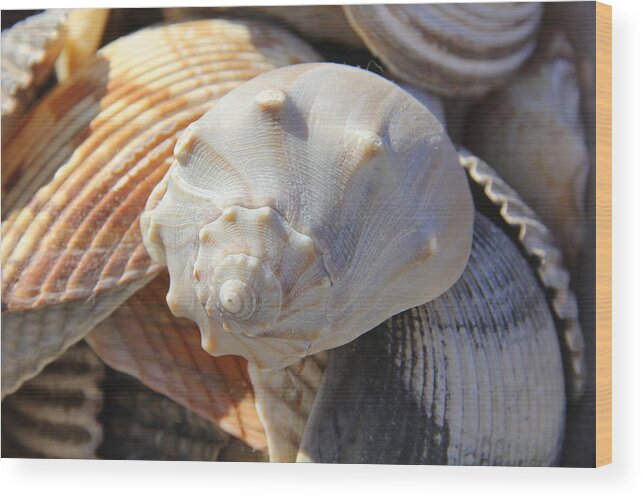Sea Shells Wood Print featuring the photograph Shells 2 by Mike McGlothlen
