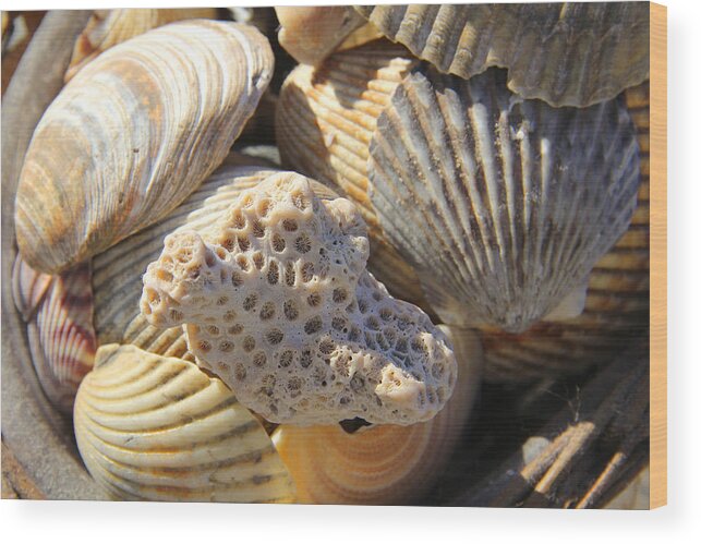 Sea Shells Wood Print featuring the photograph Shells 3 by Mike McGlothlen