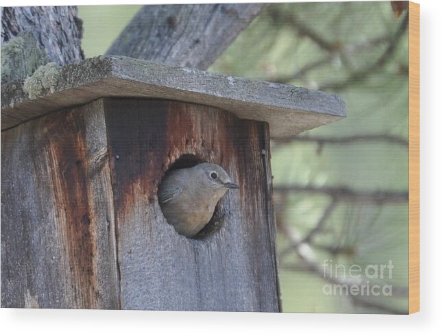 Bird Wood Print featuring the photograph She's Home by Dorrene BrownButterfield
