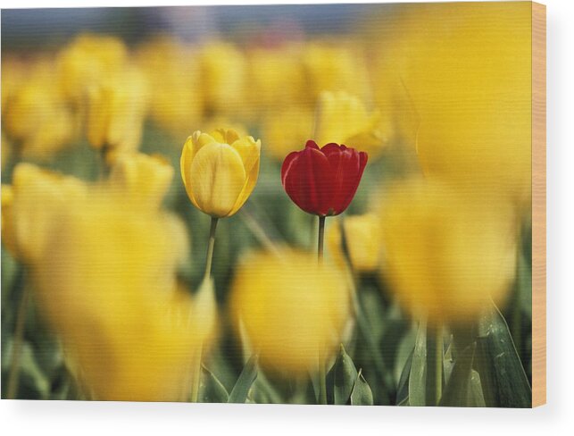 Outdoors Wood Print featuring the photograph Single Red Tulip Among Yellow Tulips by Natural Selection Craig Tuttle