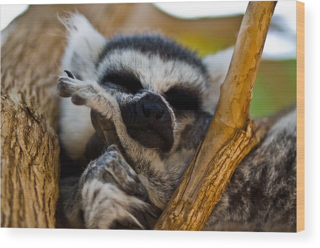 Cute Wood Print featuring the photograph Sleepy Lemur by Justin Albrecht