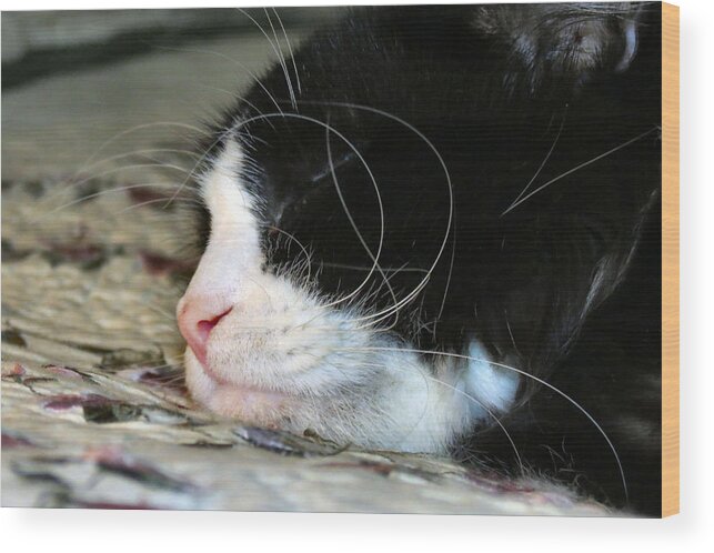 Cat Wood Print featuring the photograph Sleepytime by Art Dingo