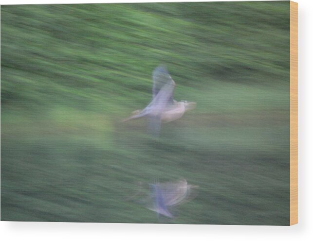Great Blue Heron Wood Print featuring the photograph Slow Evening Shutter by Mary McAvoy