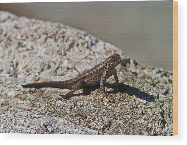 Lizard California Territorial Display Wood Print featuring the photograph Small lizard by Gregory Scott