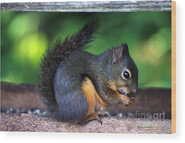 Douglas Squirrel Wood Print featuring the photograph Snack time by Ming Yeung
