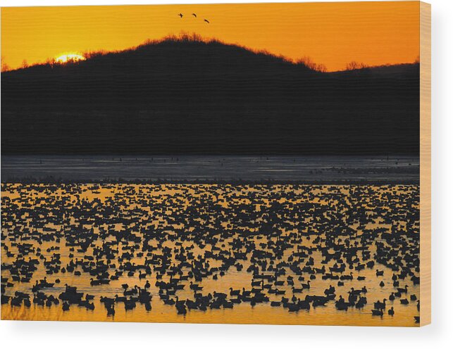 Canada Geese Wood Print featuring the photograph Snow Geese Sunrise by Craig Leaper