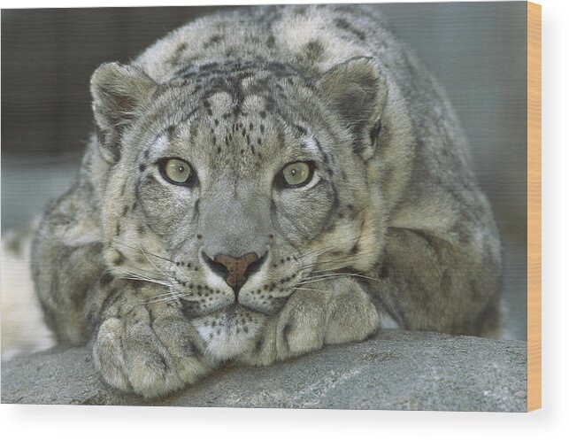 Mp Wood Print featuring the photograph Snow Leopard Uncia Uncia Portrait by Zssd