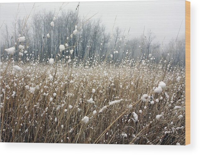 Landscape Wood Print featuring the photograph Snowballs by Pat Purdy