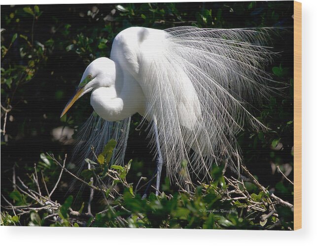 Snowy Egret Wood Print featuring the photograph Snowy Egret by Dorothy Cunningham