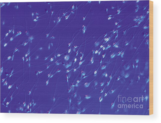 Spermatozoa Wood Print featuring the photograph Spermatozoa by M. I. Walker