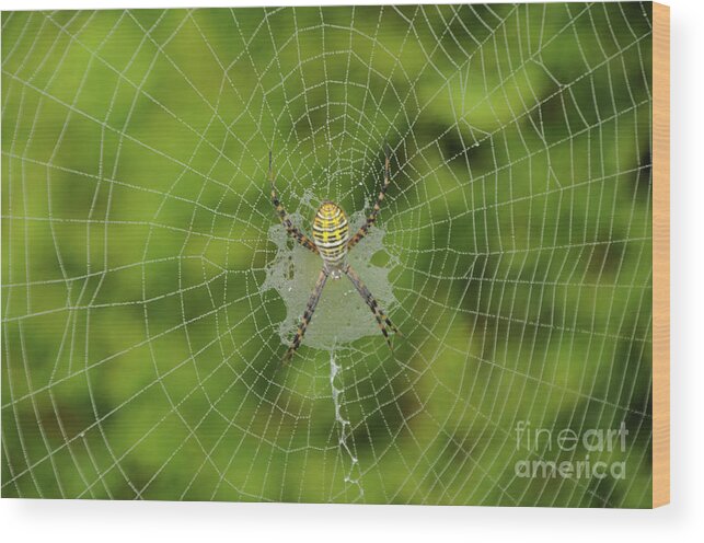 Spider Wood Print featuring the photograph Spider by Ronald Grogan