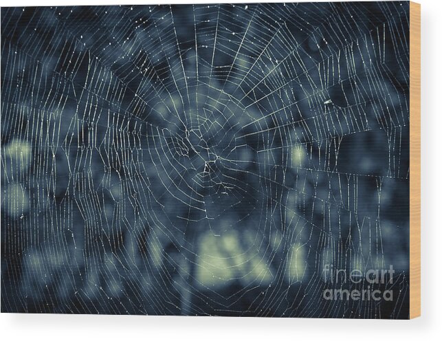 Spider Wood Print featuring the photograph Spider Web by Matt Malloy