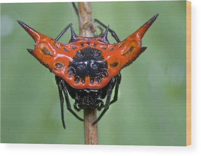 00298206 Wood Print featuring the photograph Spiked Spider Solomon Islands by Piotr Naskrecki