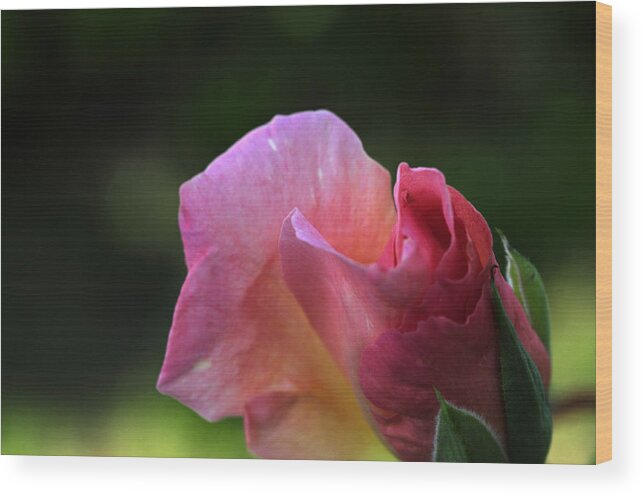 Rose Wood Print featuring the photograph Spreading Petals by Wanda Brandon
