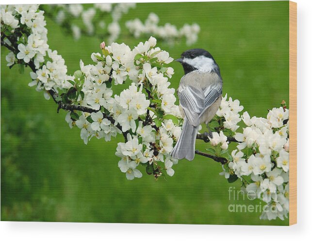 Spring Time Wood Print featuring the photograph Spring Time by Alana Ranney