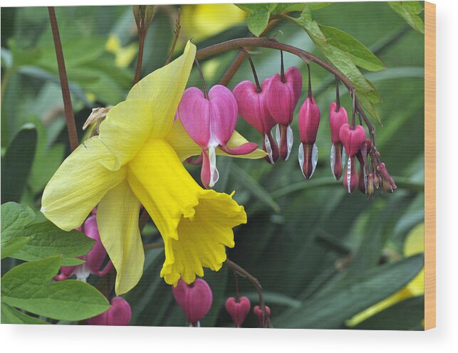 Flowers Wood Print featuring the photograph Springtime Beauties by Dan Myers