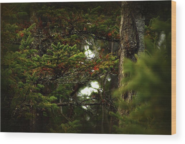 Hovind Wood Print featuring the photograph Spruce with a touch of red by Scott Hovind
