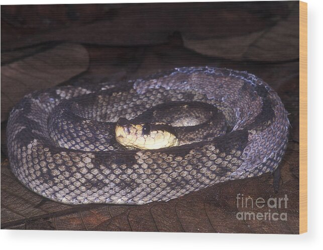 St. Lucia Pit Viper Wood Print featuring the photograph St. Lucia Pit Viper by Dante Fenolio