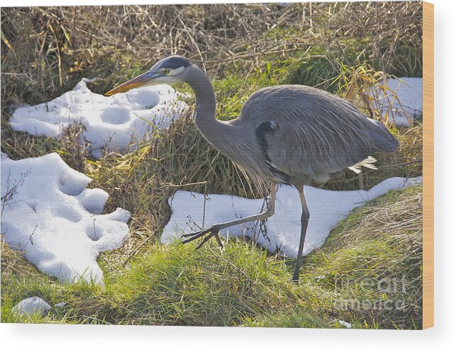 Photography Wood Print featuring the photograph Stalking Winter Prey by Sean Griffin