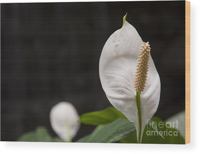 Flower Wood Print featuring the photograph Stand high by Dejan Jovanovic