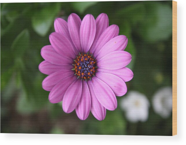 Daisy Wood Print featuring the photograph Standing Tall and Proud by Patricia Haynes