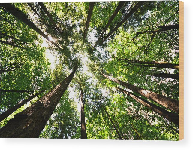 Tree Wood Print featuring the photograph Standing Tall by Matt Hanson