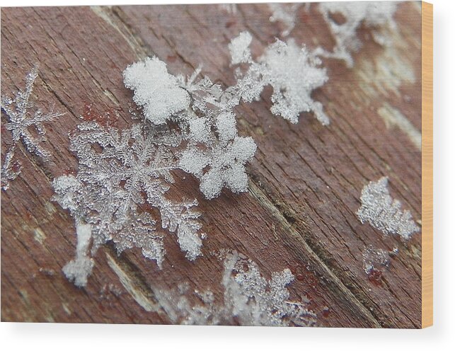Snow Wood Print featuring the photograph Star Shaped Snow Flakes by Chad and Stacey Hall