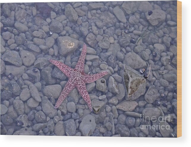 Starfish Wood Print featuring the photograph Starfish by Cassie Marie Photography