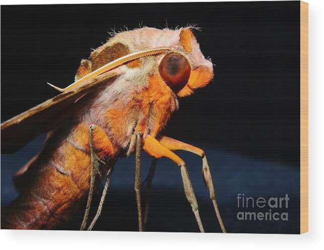 Moth Wood Print featuring the photograph Streaked Sphinx Moth Profile by Lynda Dawson-Youngclaus