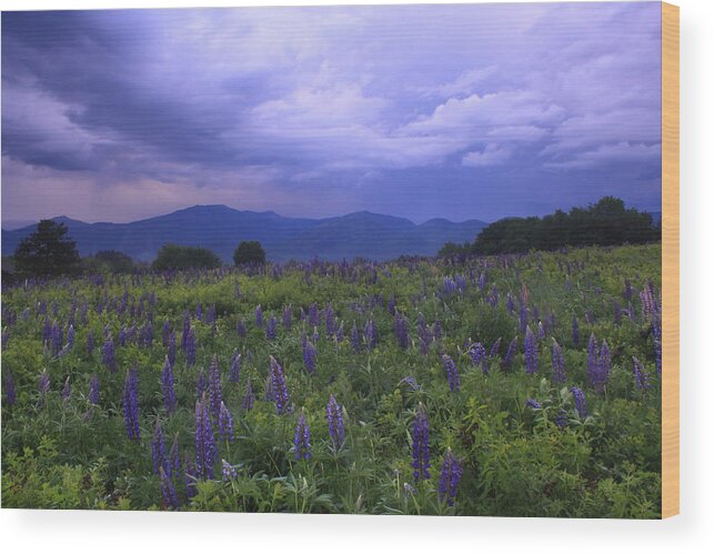 Thunderstorm Wood Print featuring the photograph Sugar Hill Lupines Thunderstorm Clearing by John Burk