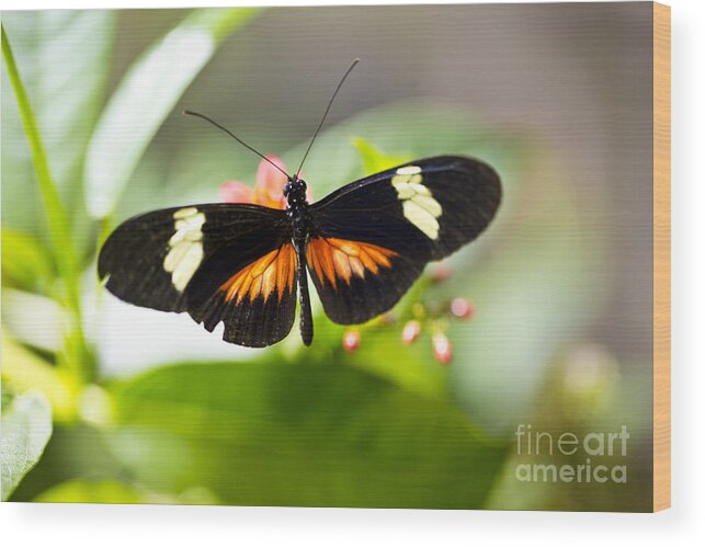 Butterfly Wood Print featuring the photograph Summer Love by Leslie Leda