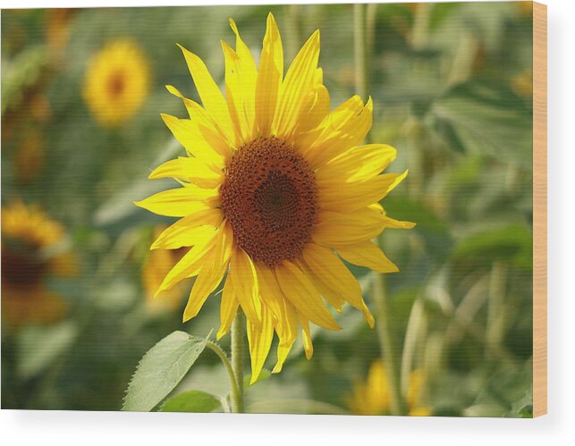 Sun Flower Wood Print featuring the photograph Sun Flower by Coby Cooper