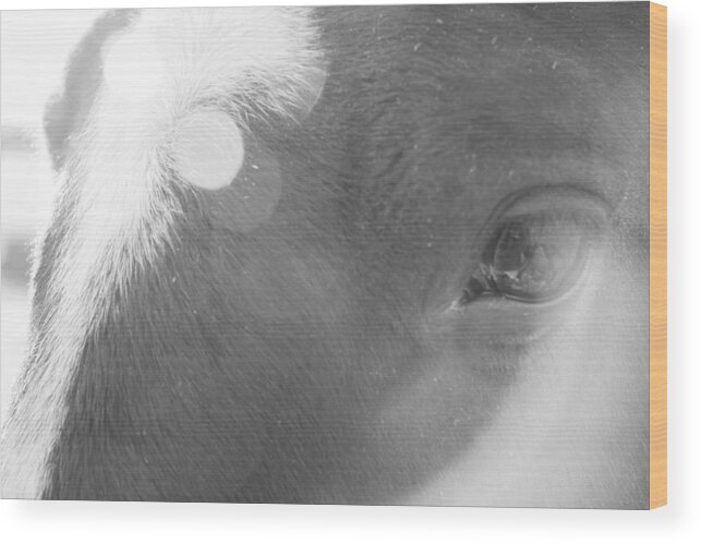 Horse Wood Print featuring the photograph Sun in her eye by Ellery Russell