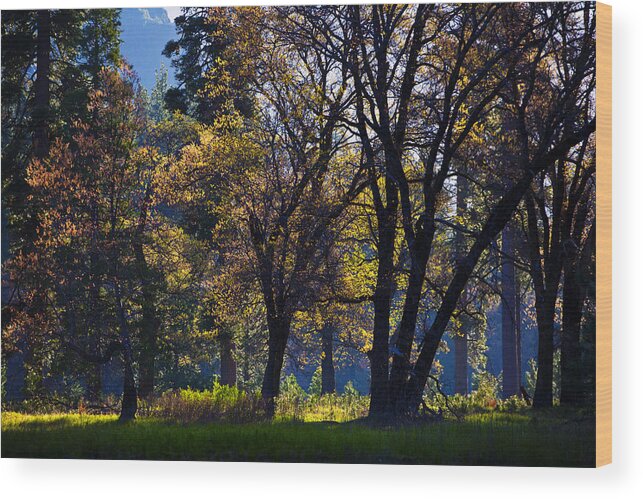 Trees Wood Print featuring the photograph Suncatchers by Rick Berk