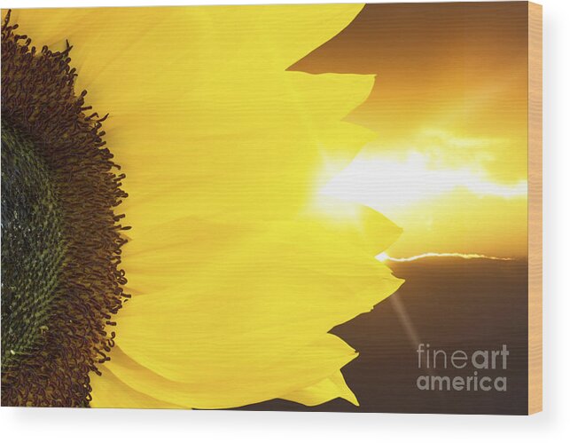 Sunflower Wood Print featuring the photograph Sunflower and sunset by Simon Bratt