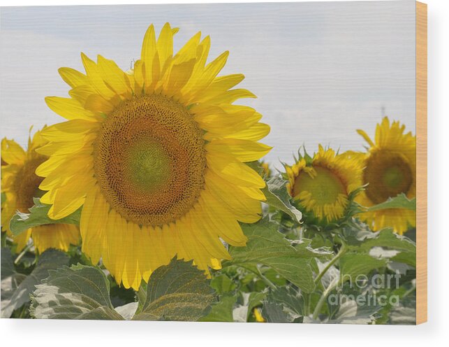 Sunflower Wood Print featuring the photograph Sunflower by Cheryl McClure