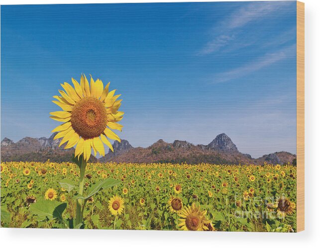 Agriculture Wood Print featuring the photograph Sunflower field by Tosporn Preede