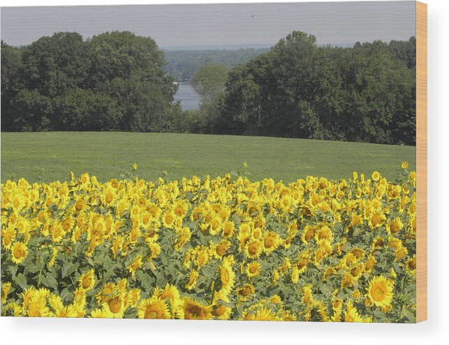Sunflowers Wood Print featuring the photograph Sunflower Scenery by Kim Galluzzo