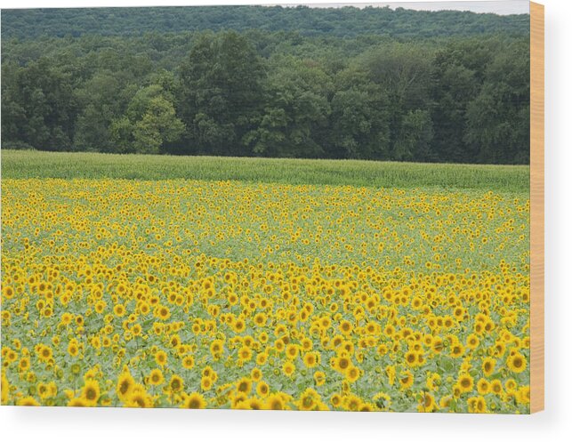 Buttonwood Farm Wood Print featuring the photograph Sunflowers 2 by Ron Smith