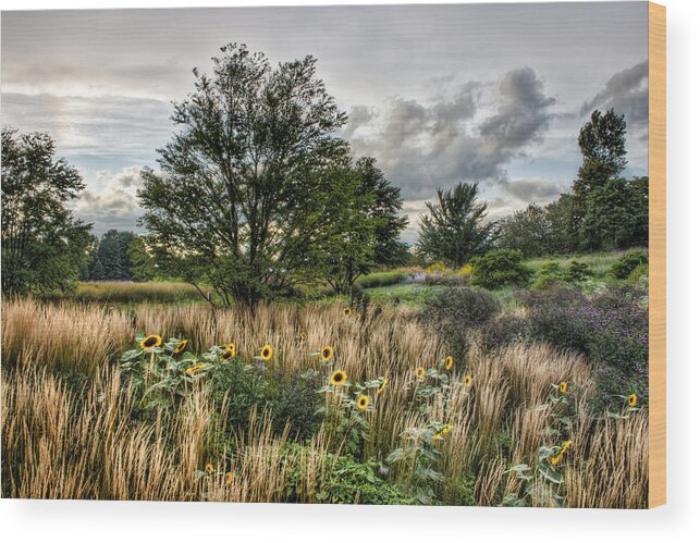 Chicago Wood Print featuring the photograph Sunflowers in Bloom by Scott Wood