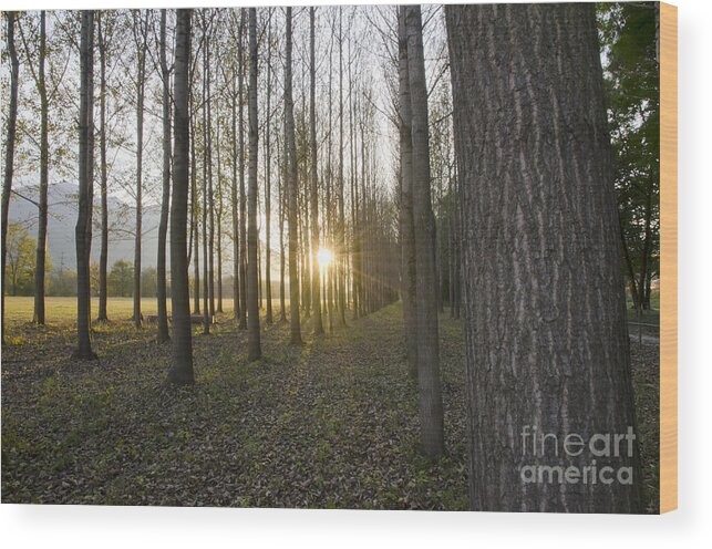 Field Wood Print featuring the photograph Sunlight in the forest by Mats Silvan