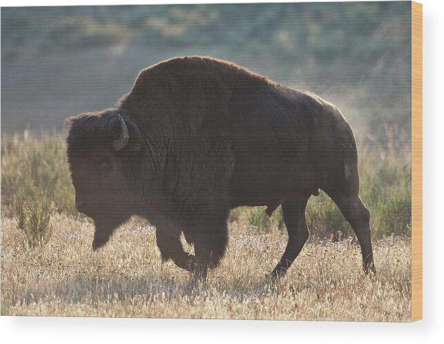 Bison American Bufffalo Bull Yellowstone Wood Print featuring the photograph Sunrise Buffalo by D Robert Franz
